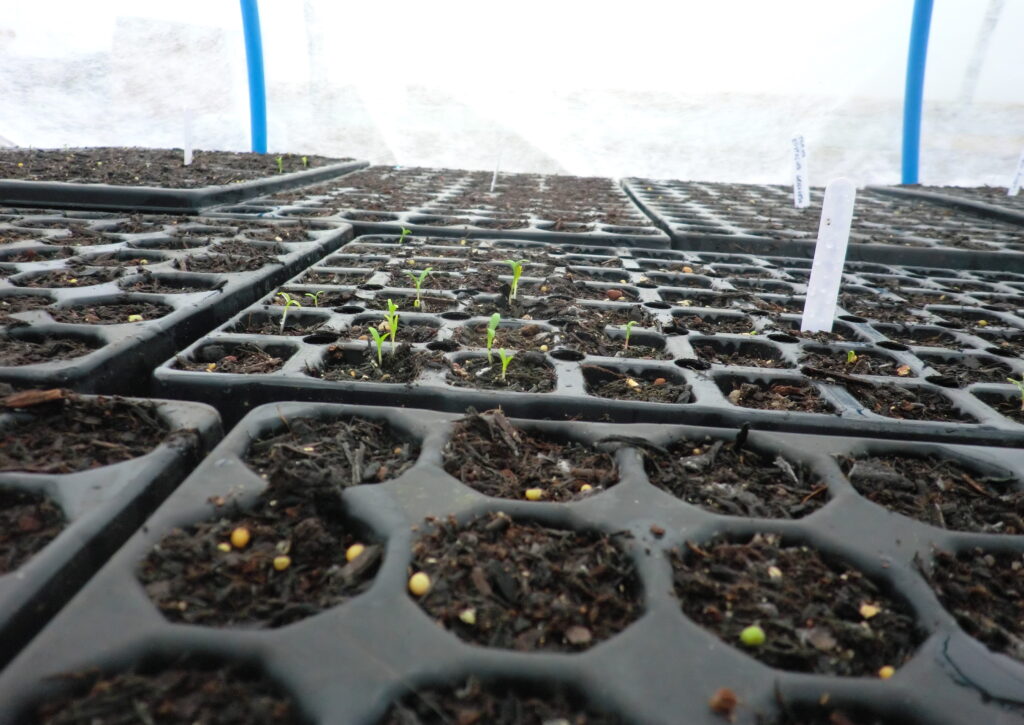 Seedlings in a seed tray. How to make compost.