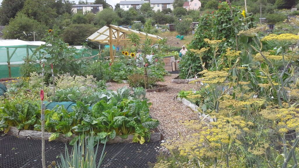 what to do in the vegetable garden in september