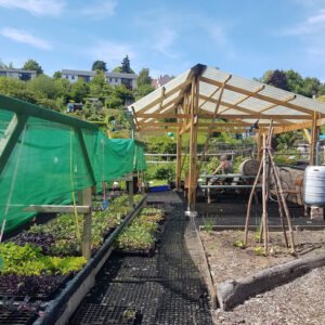 Vegetable garden in June