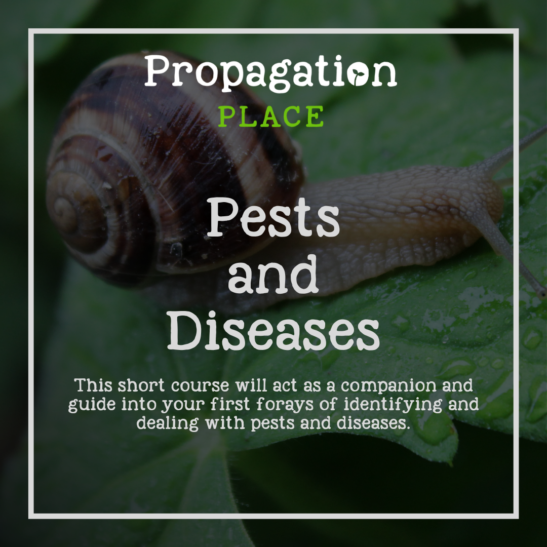 Pests and Diseases