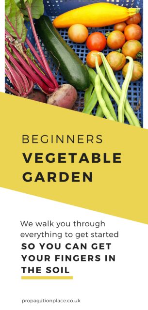 A vegetable garden for beginners