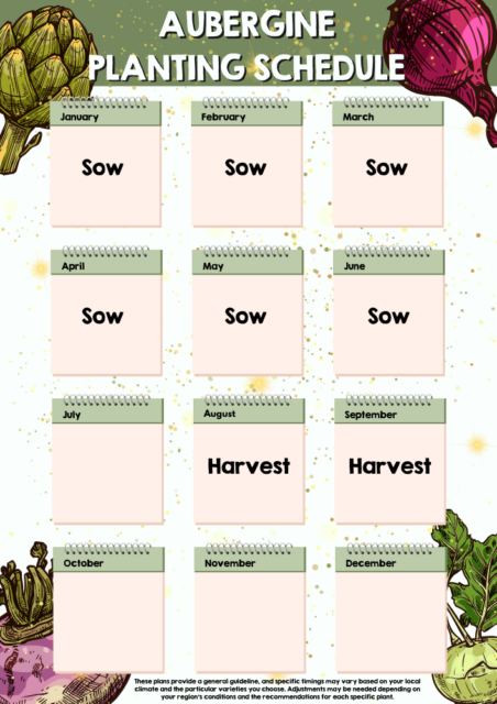 Aubergine planting schedule