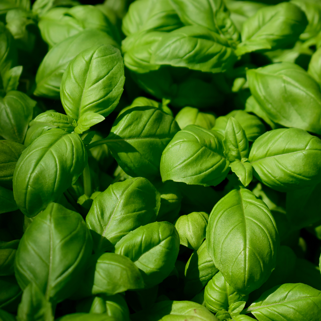 Herb Basil – Sweet Genovese – Propagation Place