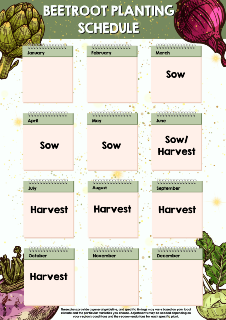 Beetroot planting schedule