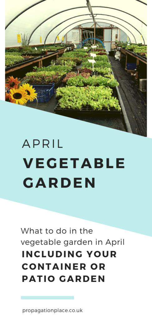 Blog pinterest posts beginner veg garden