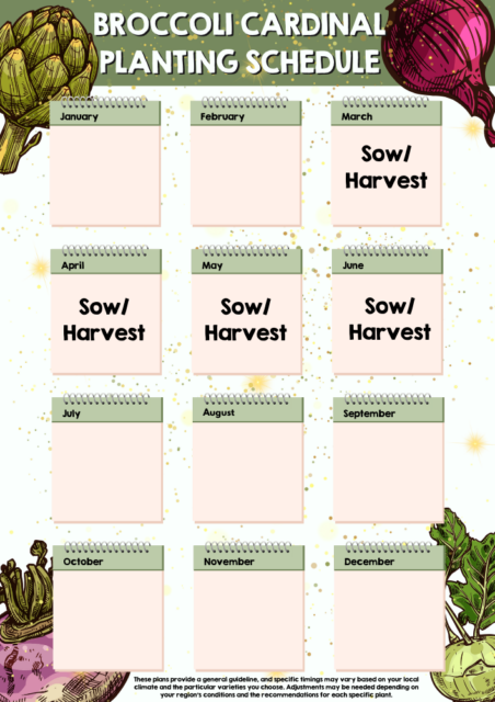 Broccoli Cardinal planting schedule