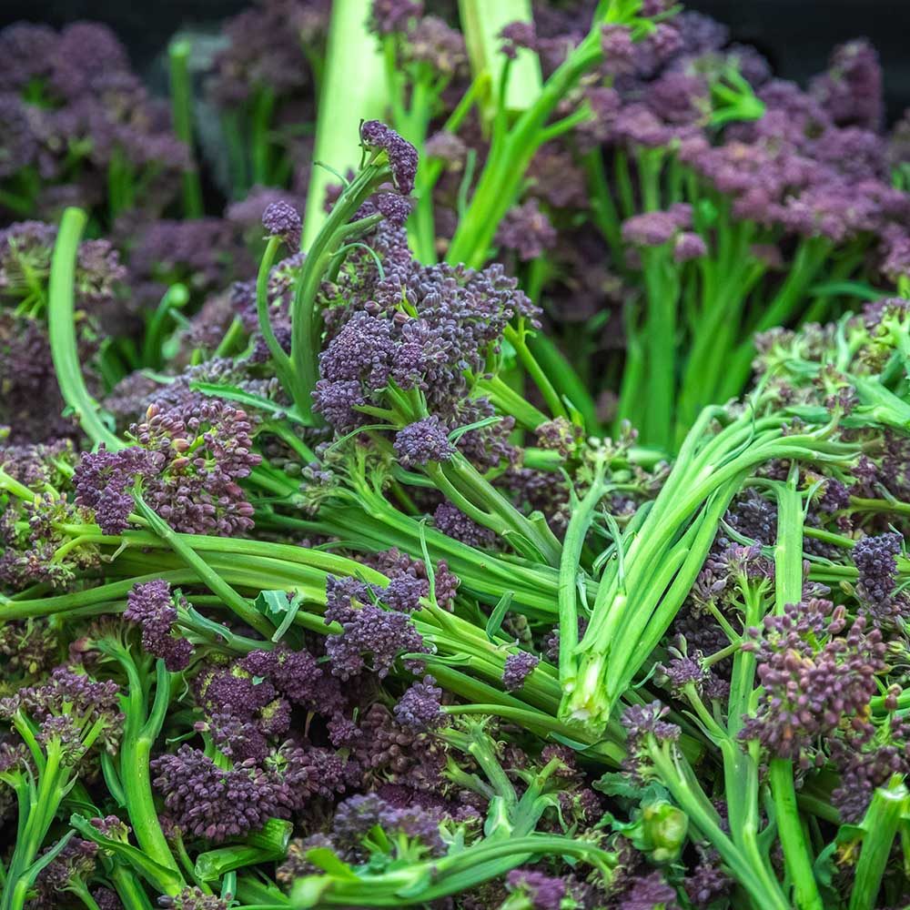 How To Grow Broccoli - Purple Sprouting 