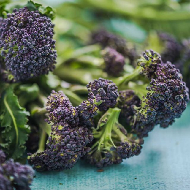 Broccoli Purple Sprouting Late vegetable plants
