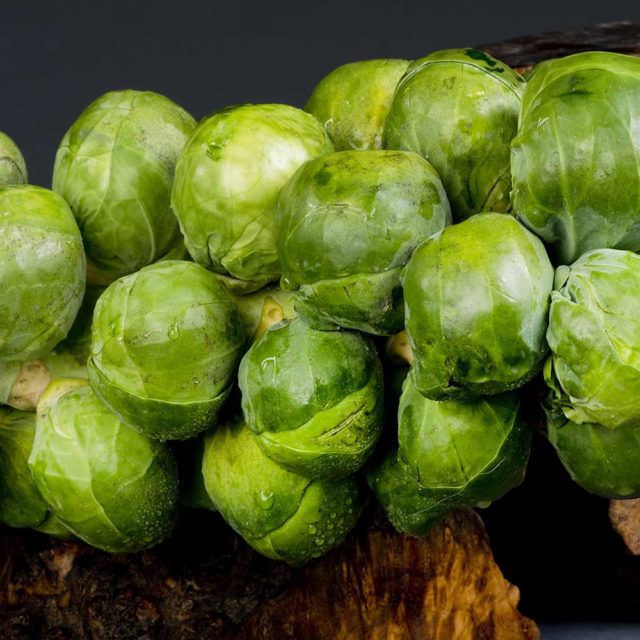 Brussels Sprouts Seven Hills Plant Plugs