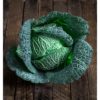 Cabbage Savoy Best Of All Plant Plugs