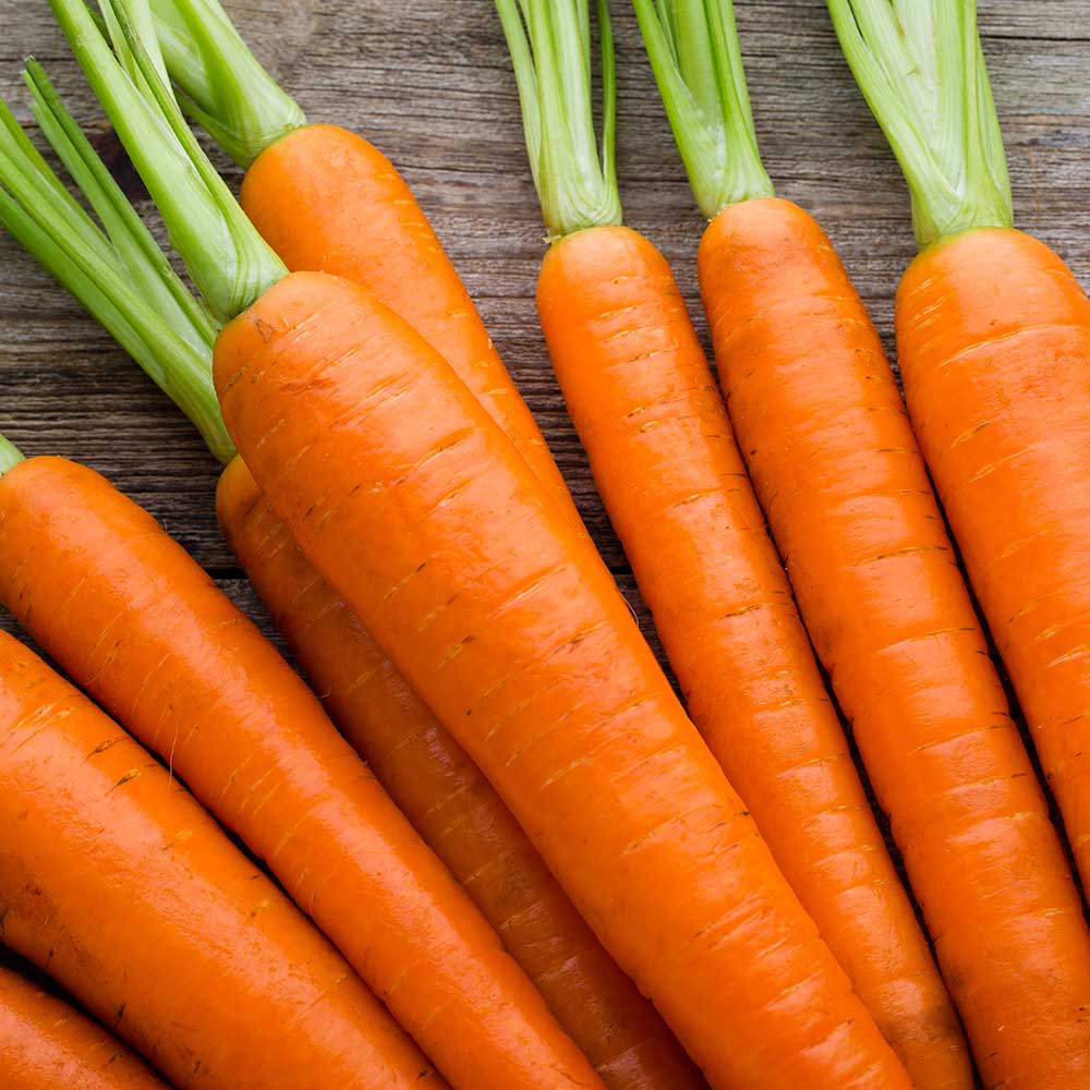 Carrot amsterdam forcing propagation place