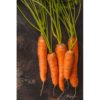 Carrot Chantenay Red Cored Plant Plugs