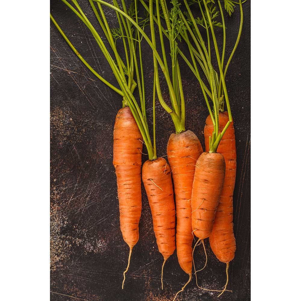 Carrot Chantenay Red Cored 2 Propagation Place
