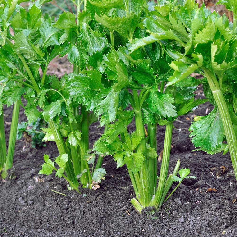Celery Golden Self Blanching Plant Plugs