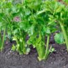 Celery Golden Self Blanching Plant Plugs