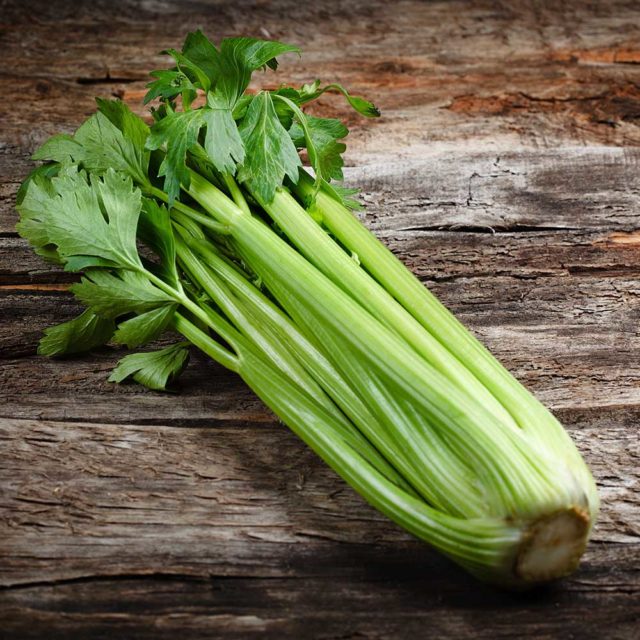 Celery Green Soup Plant Plugs