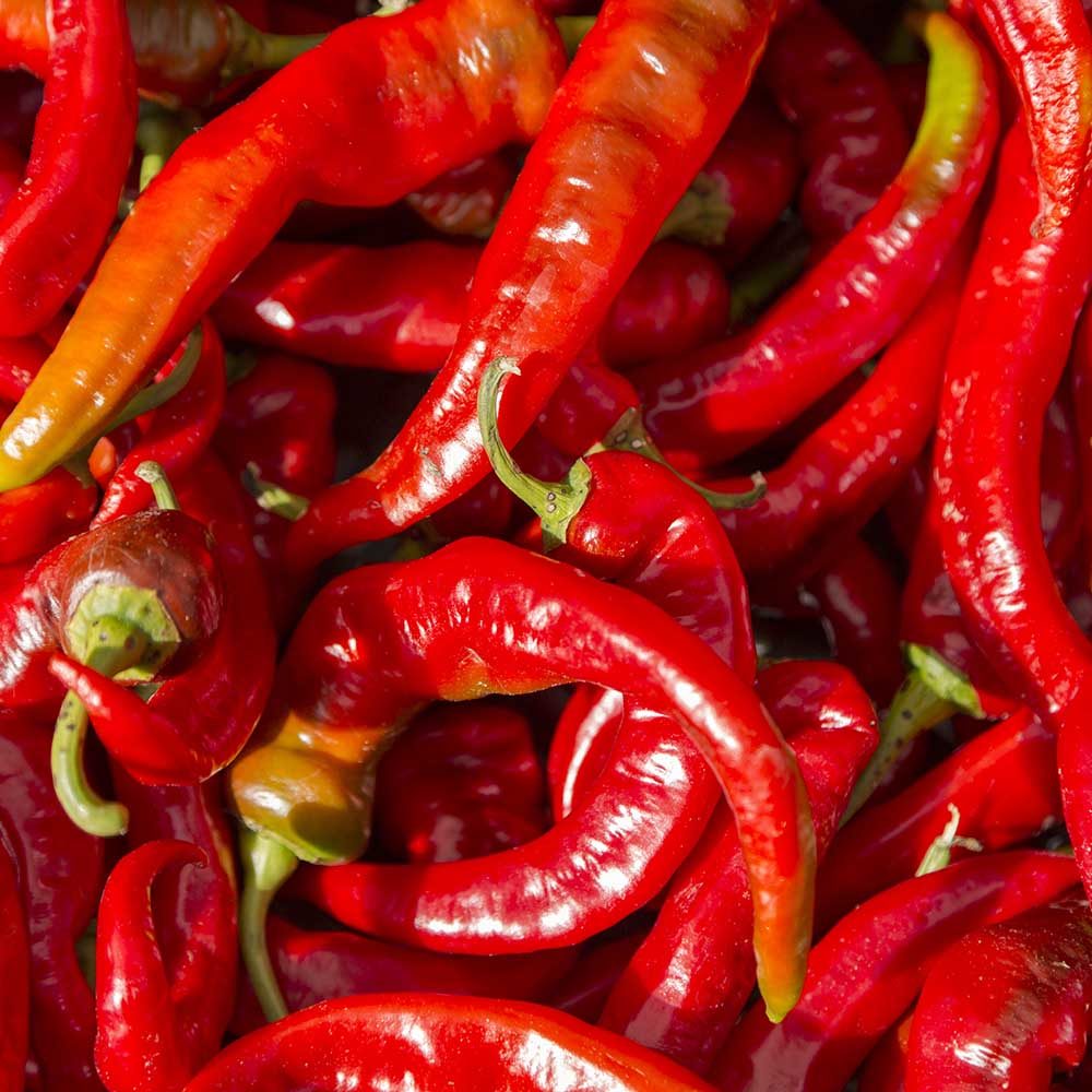 Pepper (Chilli) Hot Picante de Cayenne – Propagation Place