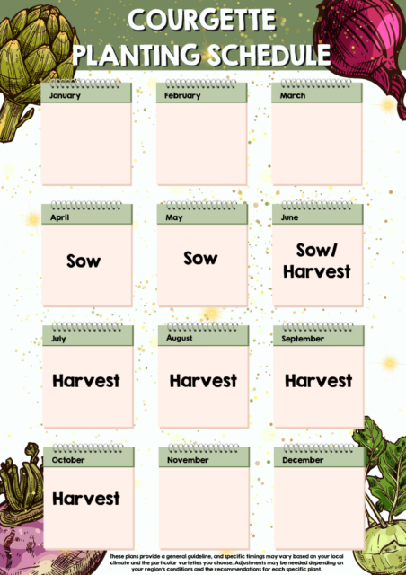 Courgette planting schedule