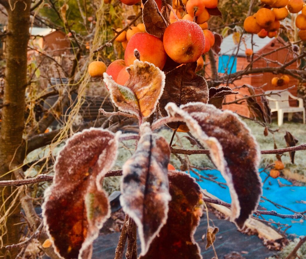 how to winter prune apple trees