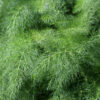 Fennel Green