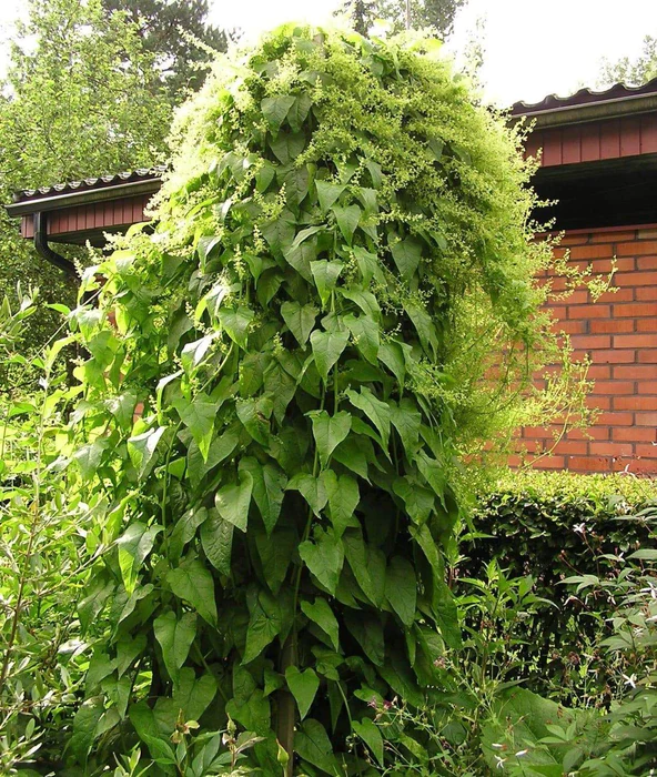 Hablitzia tamnoides – Caucasian Spinach