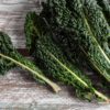 Kale Black Tuscany Plant Plugs