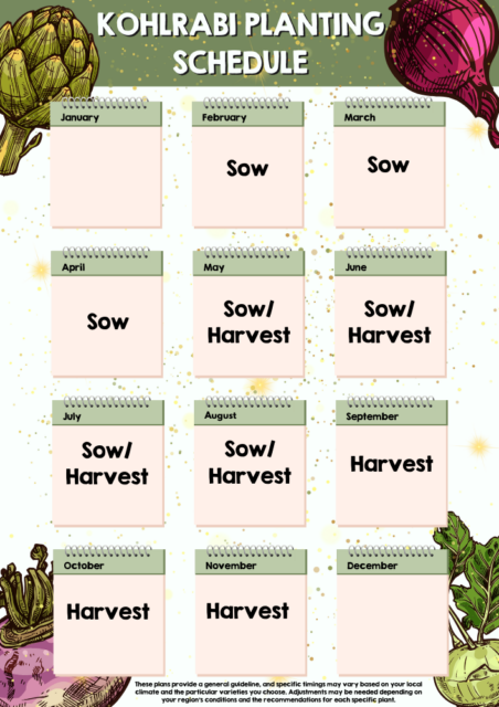Kohlrabi planting schedule