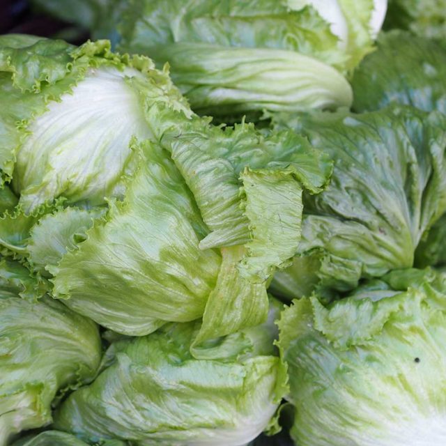 Lettuce Iceberg Webbs Wonderful vegetable plants