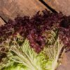 Lettuce Loose Leaf Lollo Rossa vegetable plants