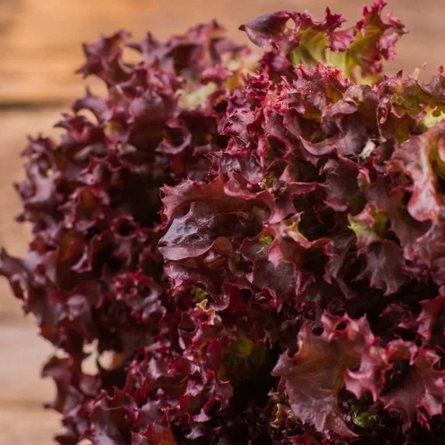 Lettuce Loose Leaf Lollo Rossa vegetable plants