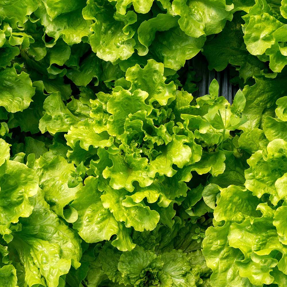 Lettuce Loose Leaf Salad Bowl Green vegetable plants