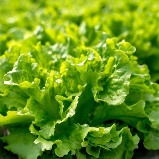 Lettuce Loose Leaf Salad Bowl Green vegetable plants