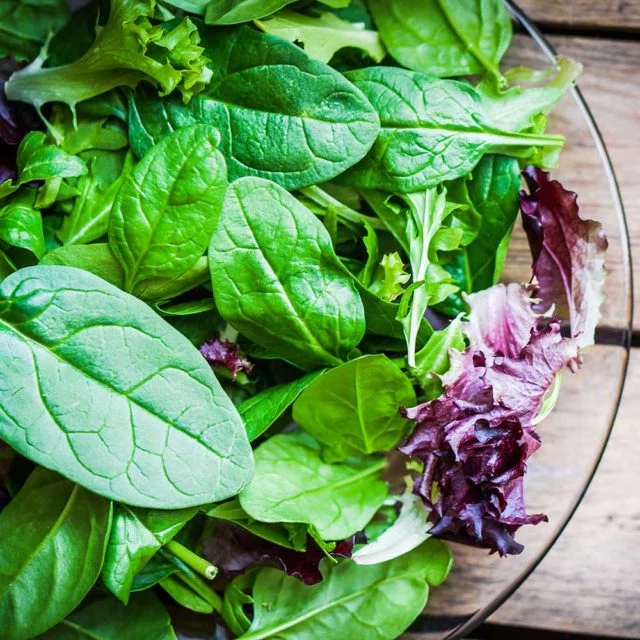 Lettuce Mixed Gourmet Salad Blend vegetable plants