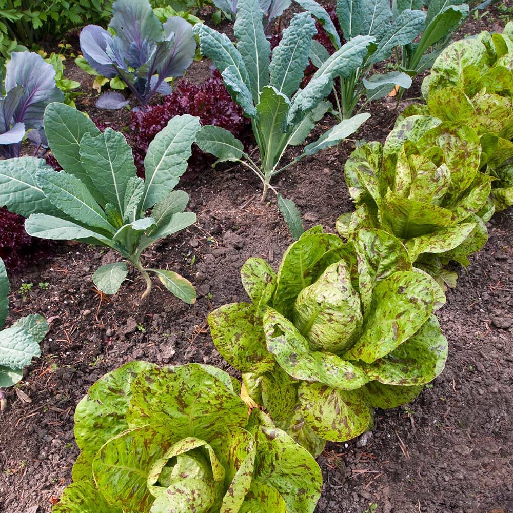 Lettuce Romaine Freckles vegetable plants