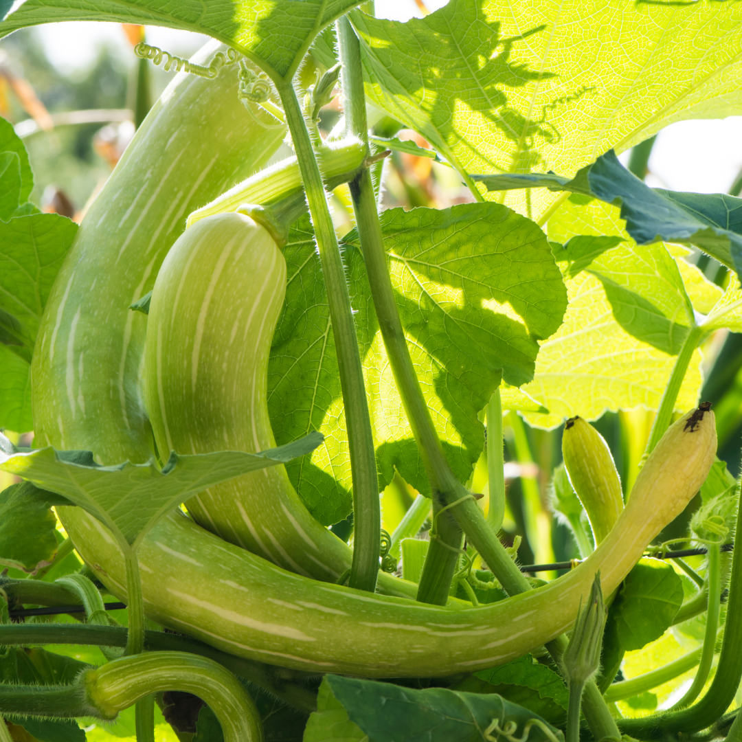 Squash Tromboncino