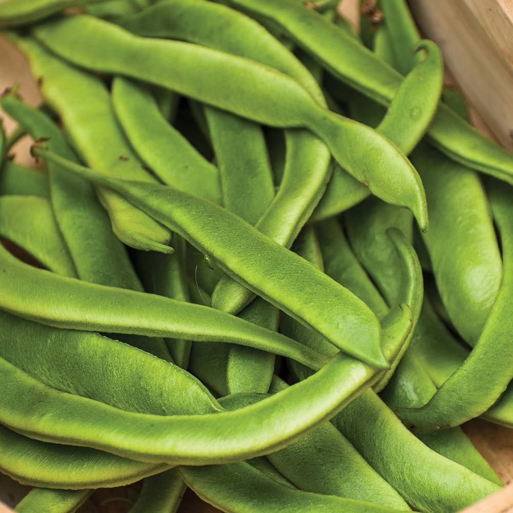 Runner Bean Firestorm