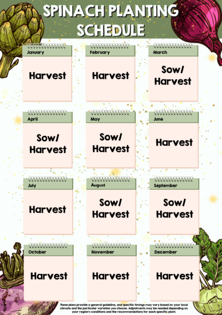 Spinach planting schedule