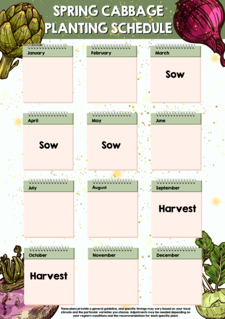 Spring Cabbage planting schedule