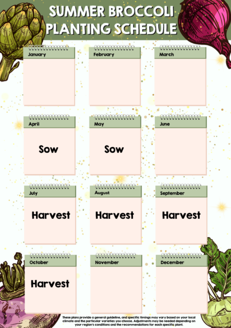 Summer Broccoli planting schedule