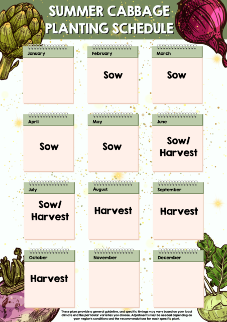 Summer Cabbage planting schedule