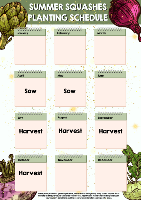 Summer Squashes planting schedule