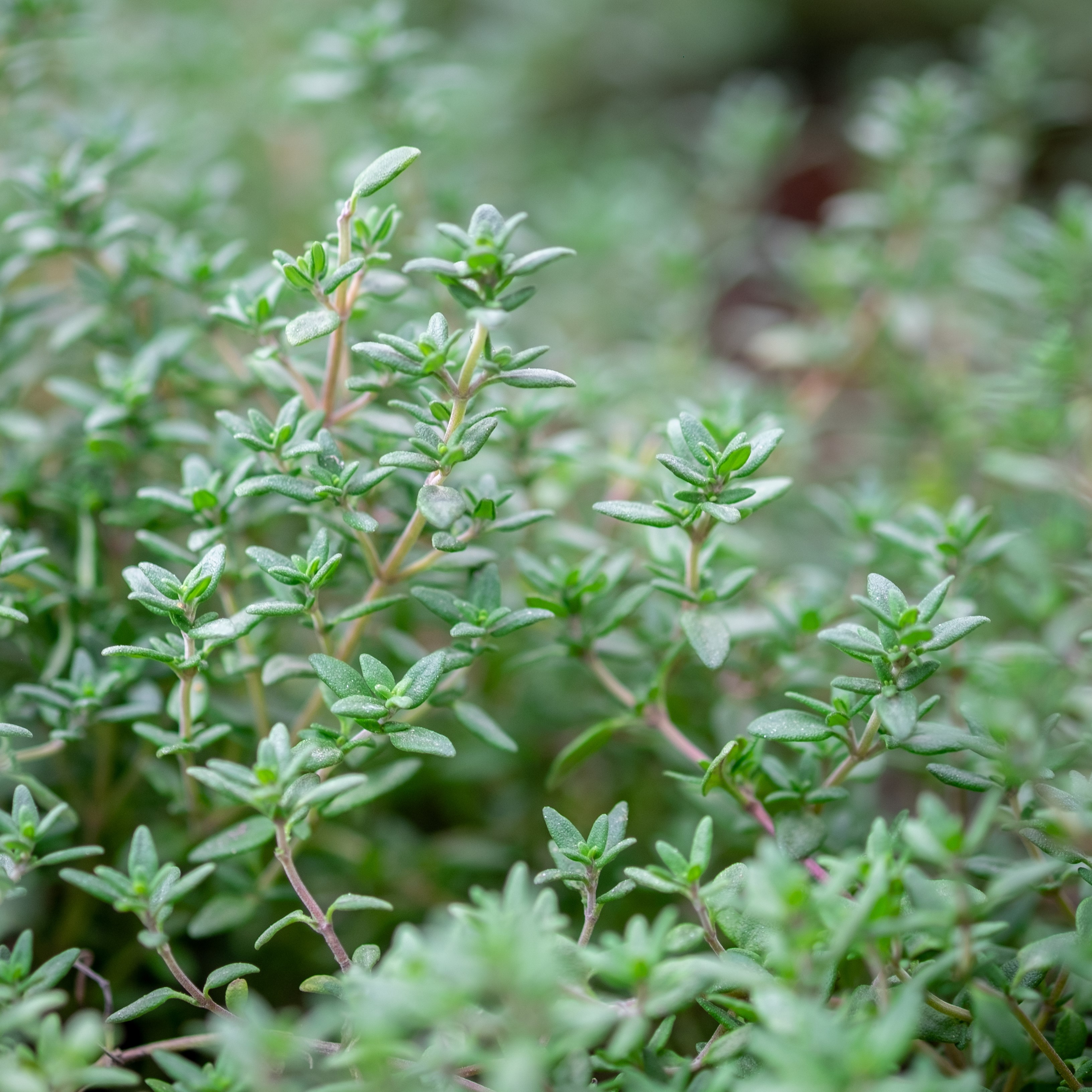 Perennial Thyme Common Propagation Place