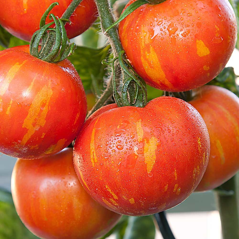 Tomato Tigerella