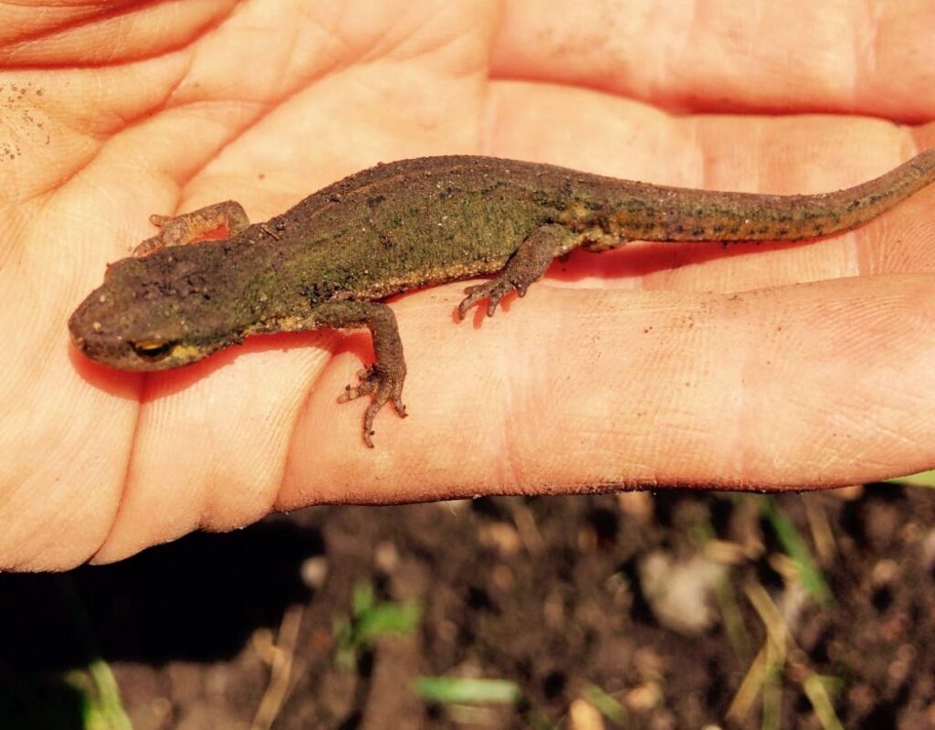 How To Encourage Wildlife In Your Garden; A Newt