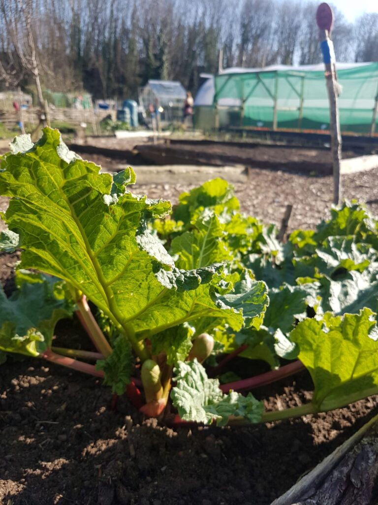 Vegetable Garden in April - What To Do In Yours