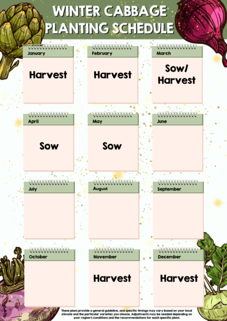 Winter Cabbage planting schedule