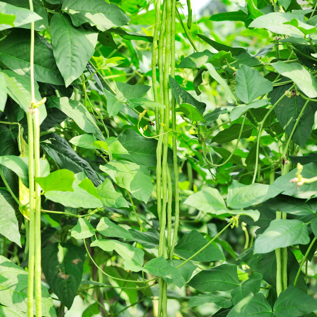 bean-french-climbing-yard-long-propagation-place