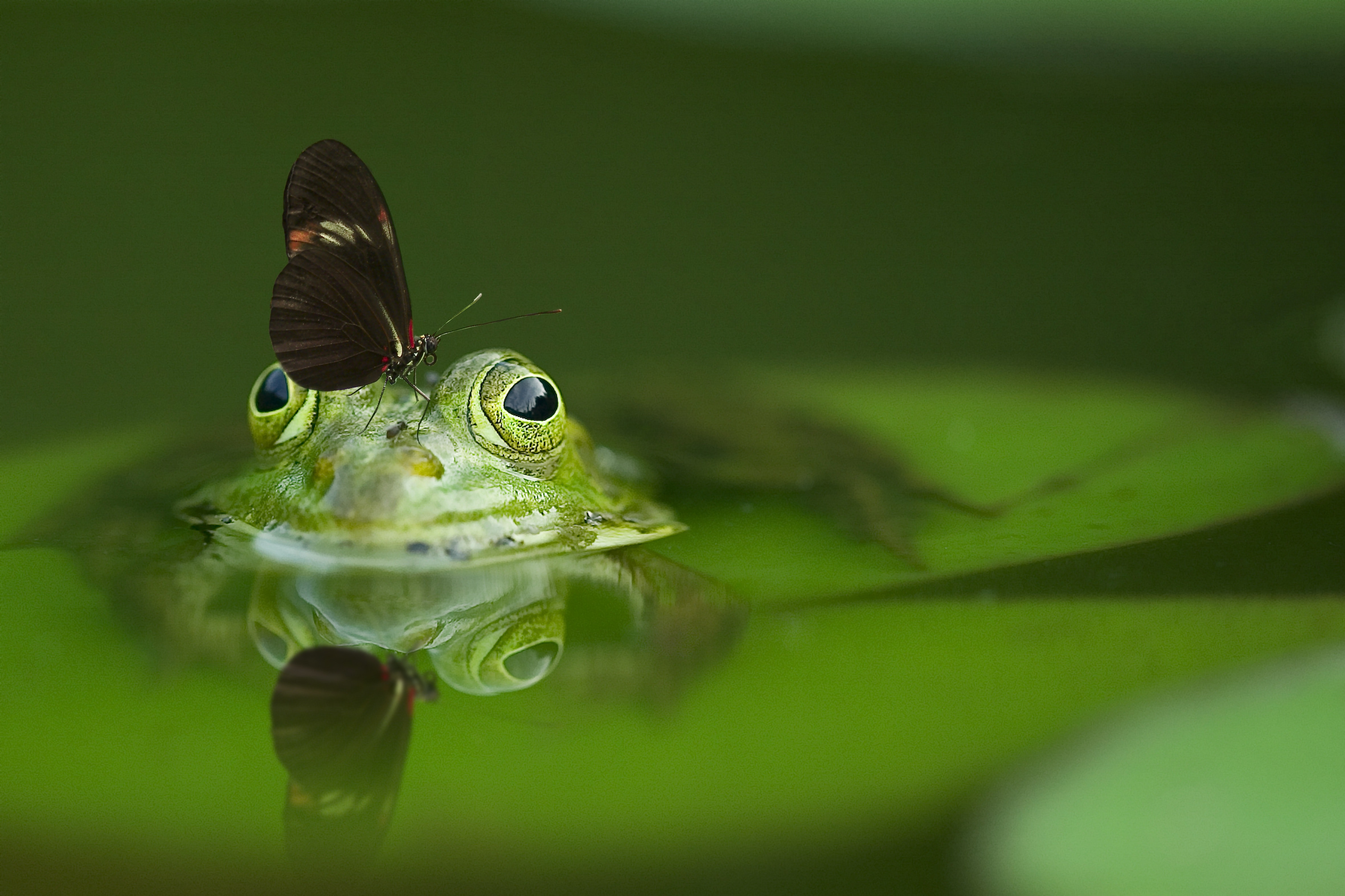 animal butterfly close up