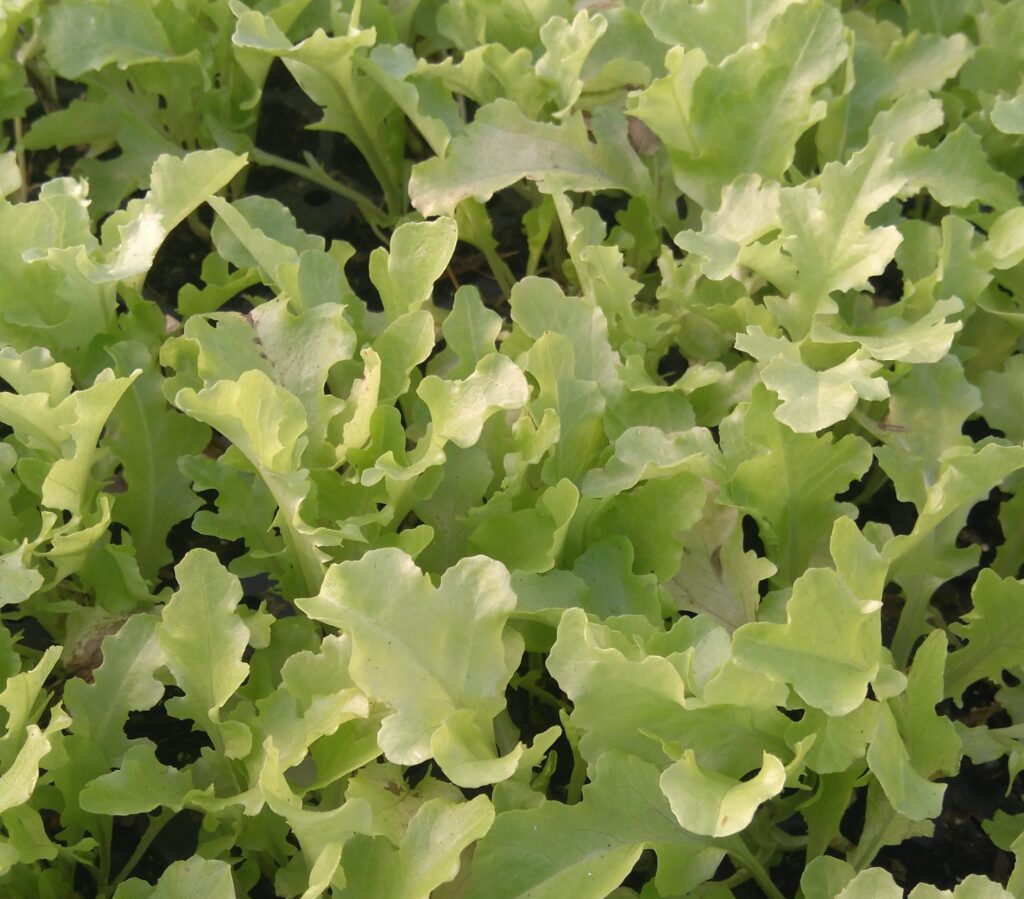 baby green salad leaves - Growing Vegetables on a Balcony