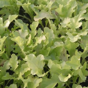 baby green salad leaves